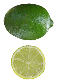 Citrus aurantiifolia Lime, Key Lime, Mexican Lime, Mexican Thornless Key Lime